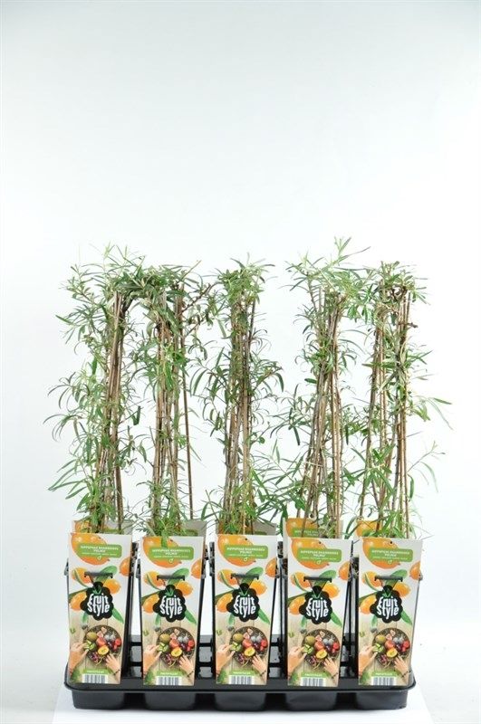Hippophae rhamnoides 'Pollmix'