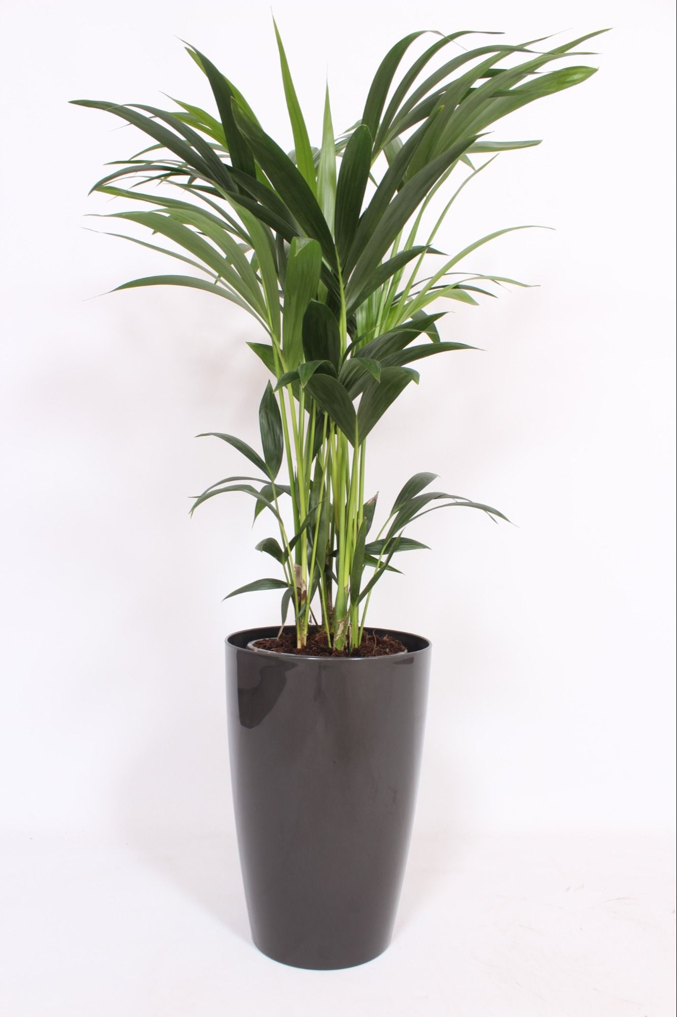 Howea Forsteriana in Santorini pot "antraciet"
