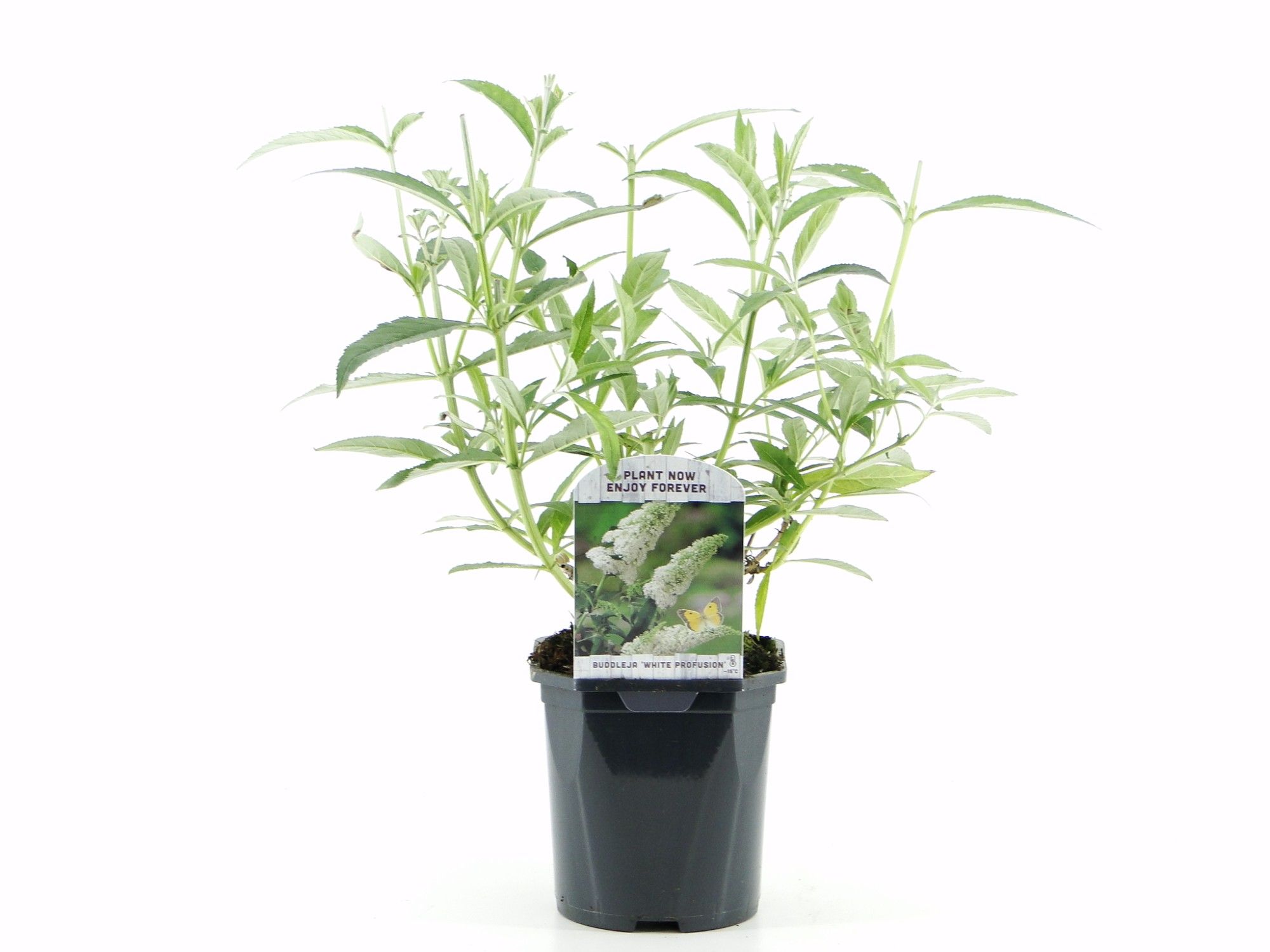 Picture of Buddleja dav. White Profusion