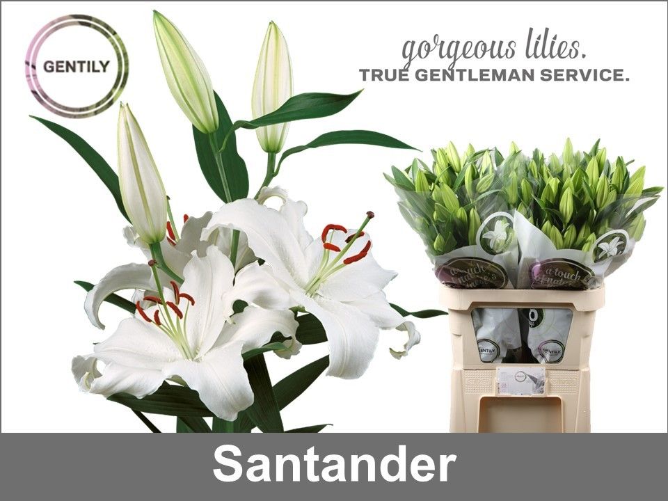 Li Or Santander