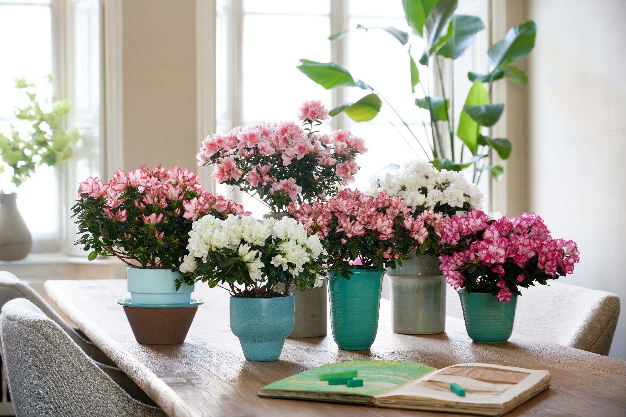 Rhododendron (Simsii) mixed Baby Mix Bush | OZ Planten