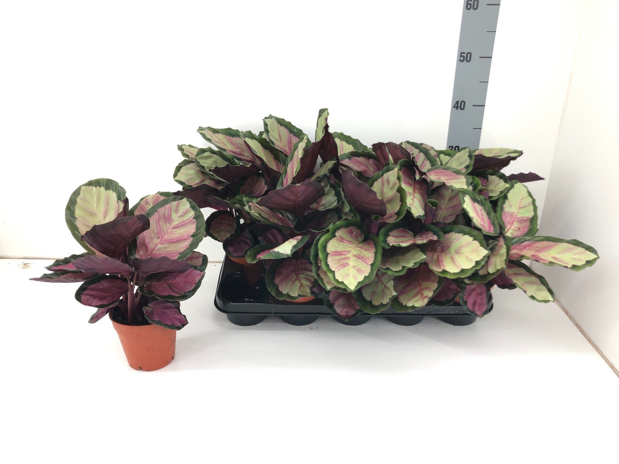 Calathea roseopicta 'Silvia' | Hamiplant