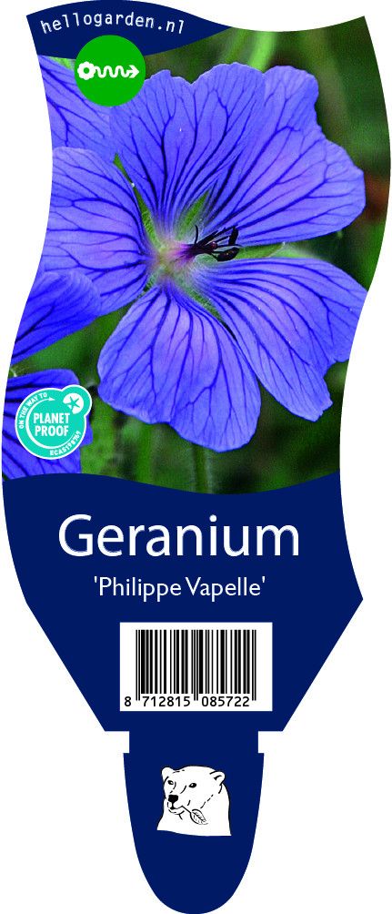Geranium 'Philippe Vapelle'