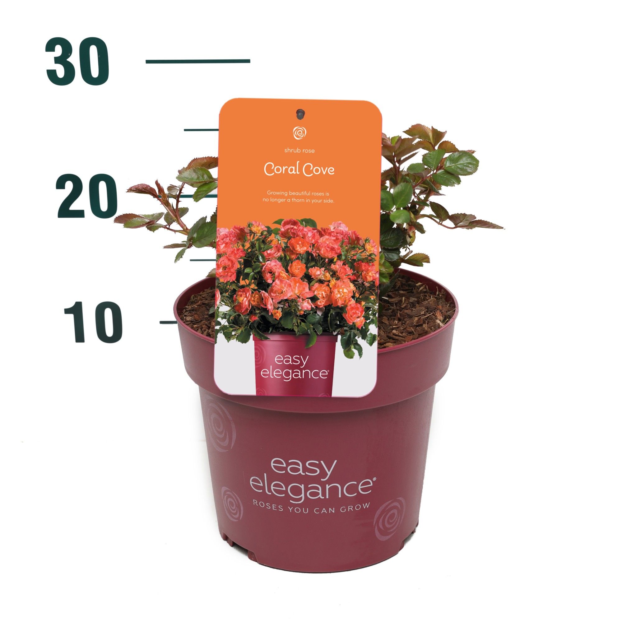 Rosa 'Coral Cove' - Struik - - Easy Elegance