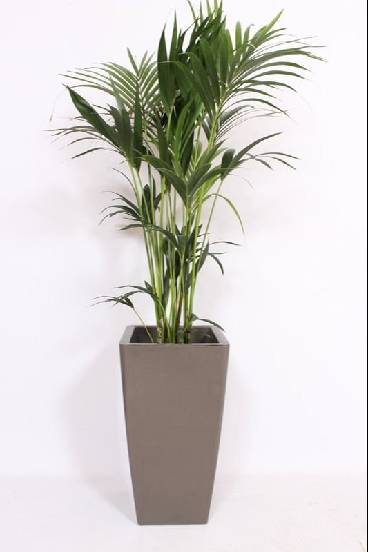 Howea Forsteriana in Piza pot "taupe"