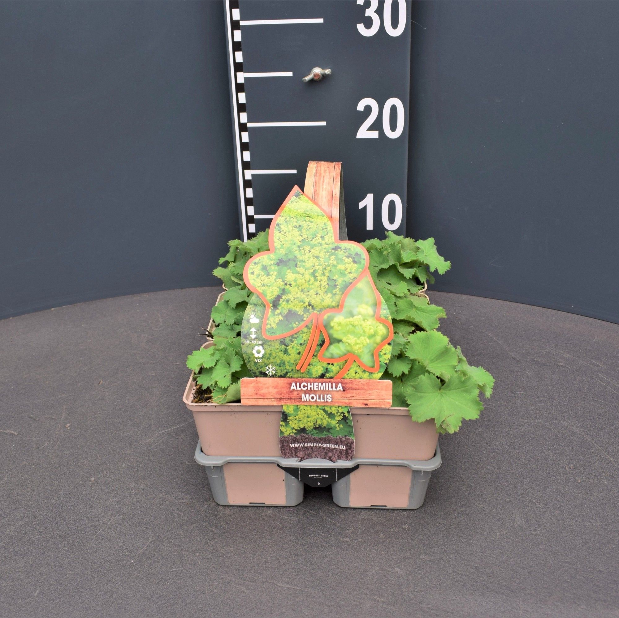 Alchemilla mollis 6 pack