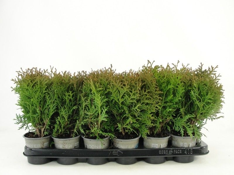 thuja 3m Junior Giant Thuja Tree | 1-2 ft main image 1