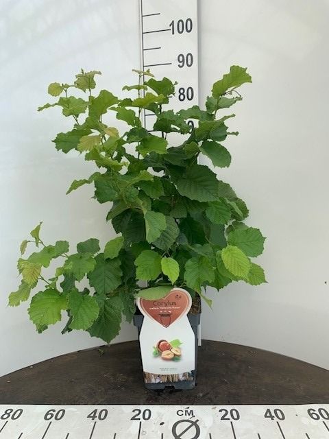 Corylus 'Halle'sche Riesen' pot