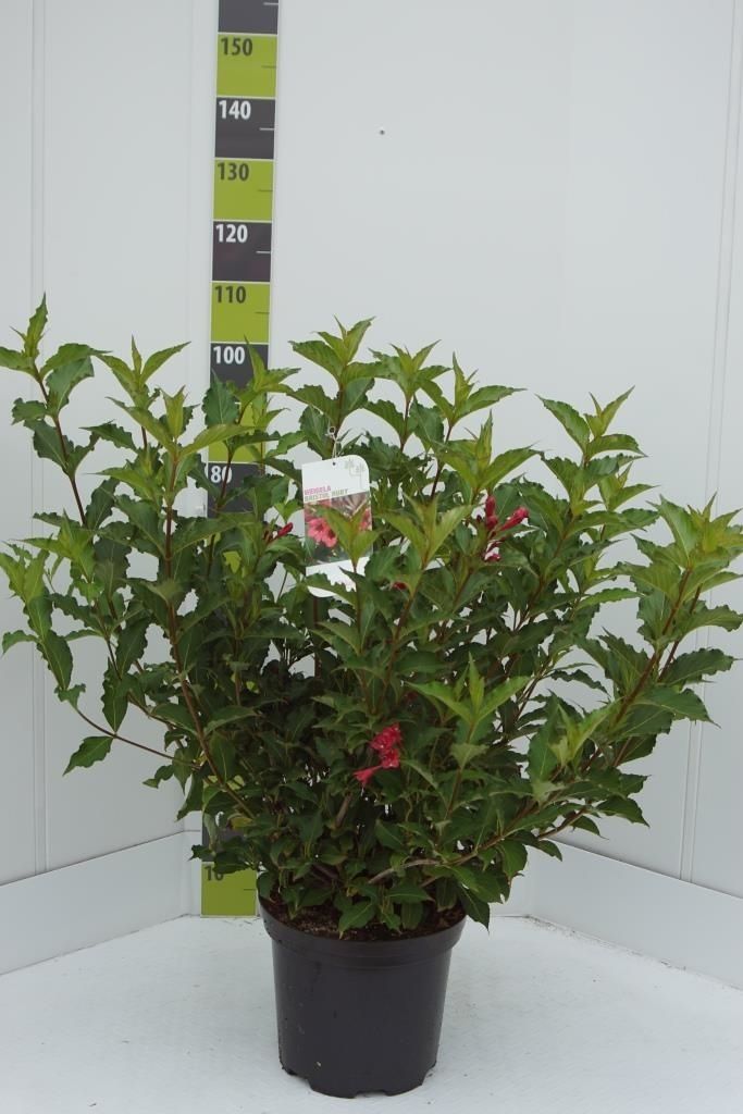 Weigela 'Bristol Ruby'