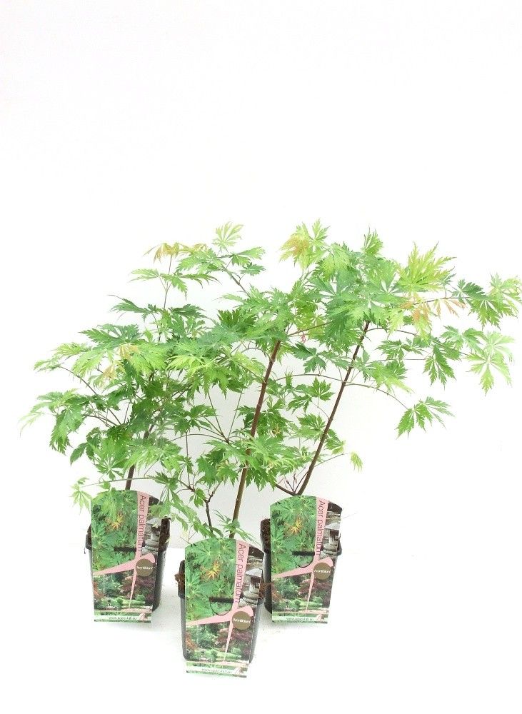 Acer japonicum 'Aconitifolium'