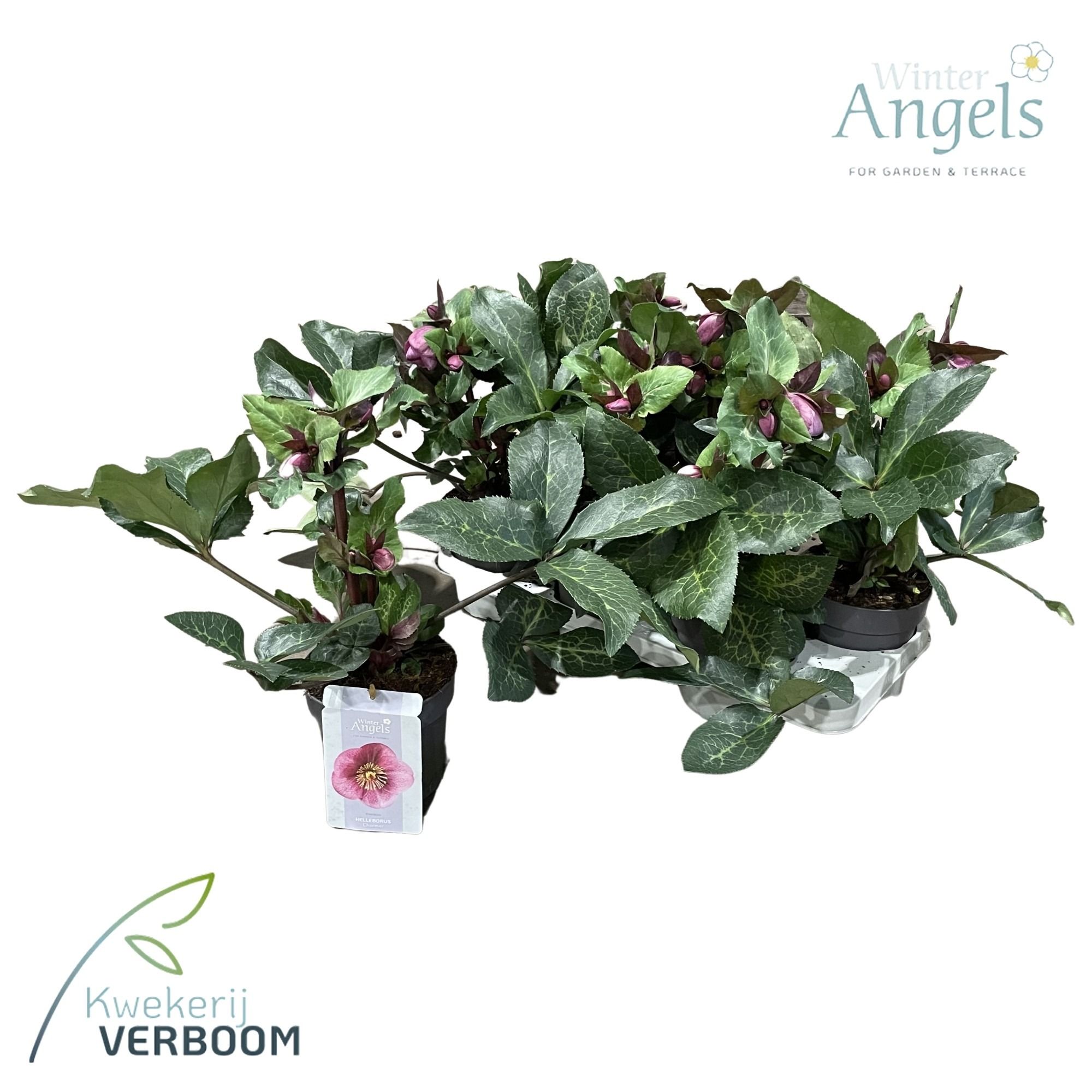 Helleborus Frostkiss Charmer GROEN