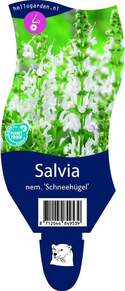 Salvia nemorosa 'Schneehügel'