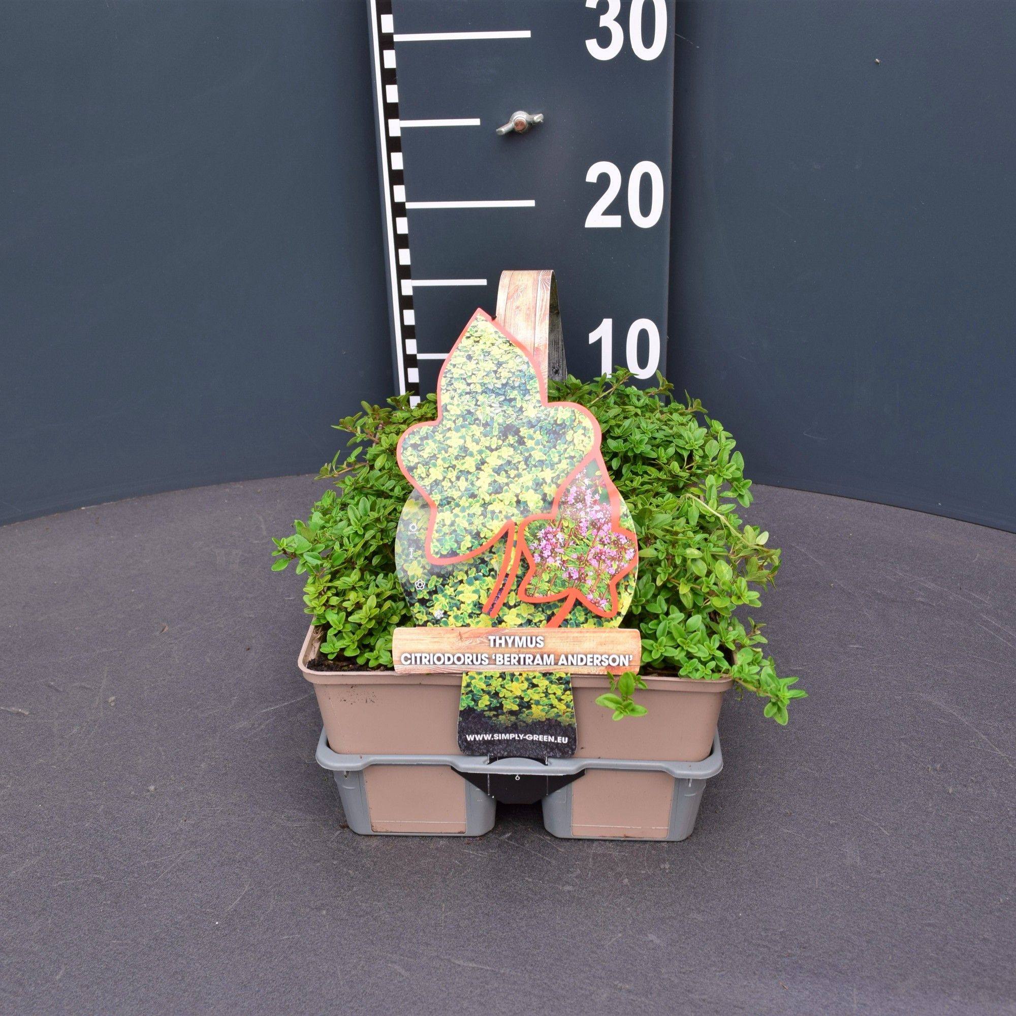 Thymus citriodorus 'Bertram Anderson' 6 pack