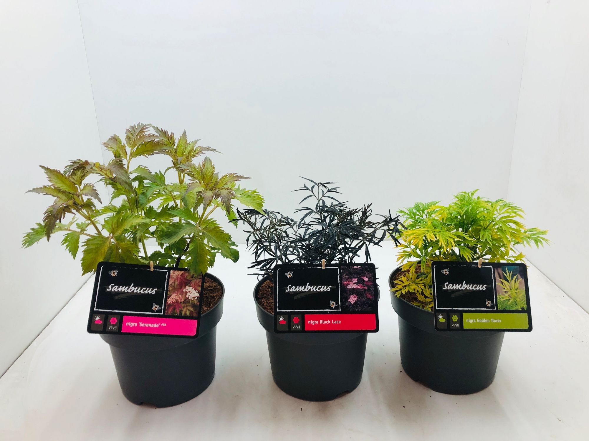 Sambucus nigra 'Serenade'