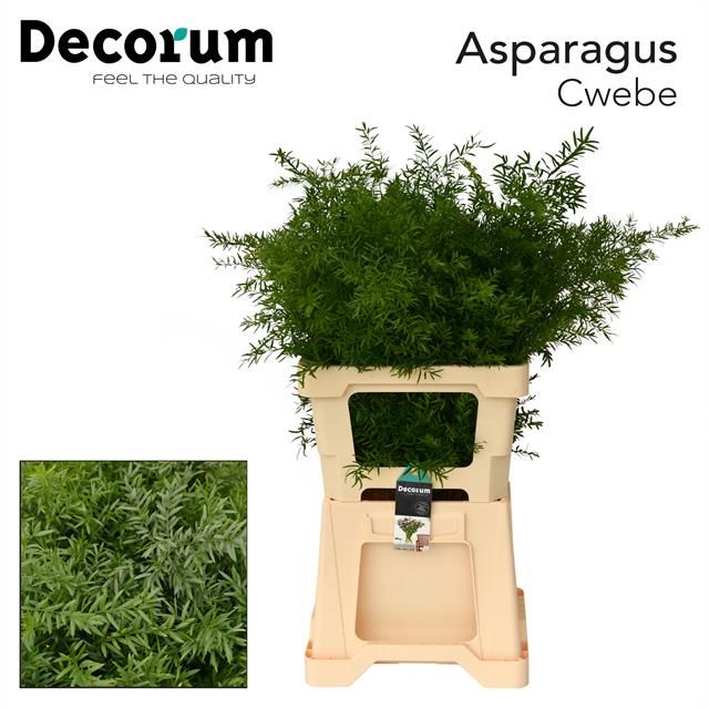 Asp Dens Cwebe