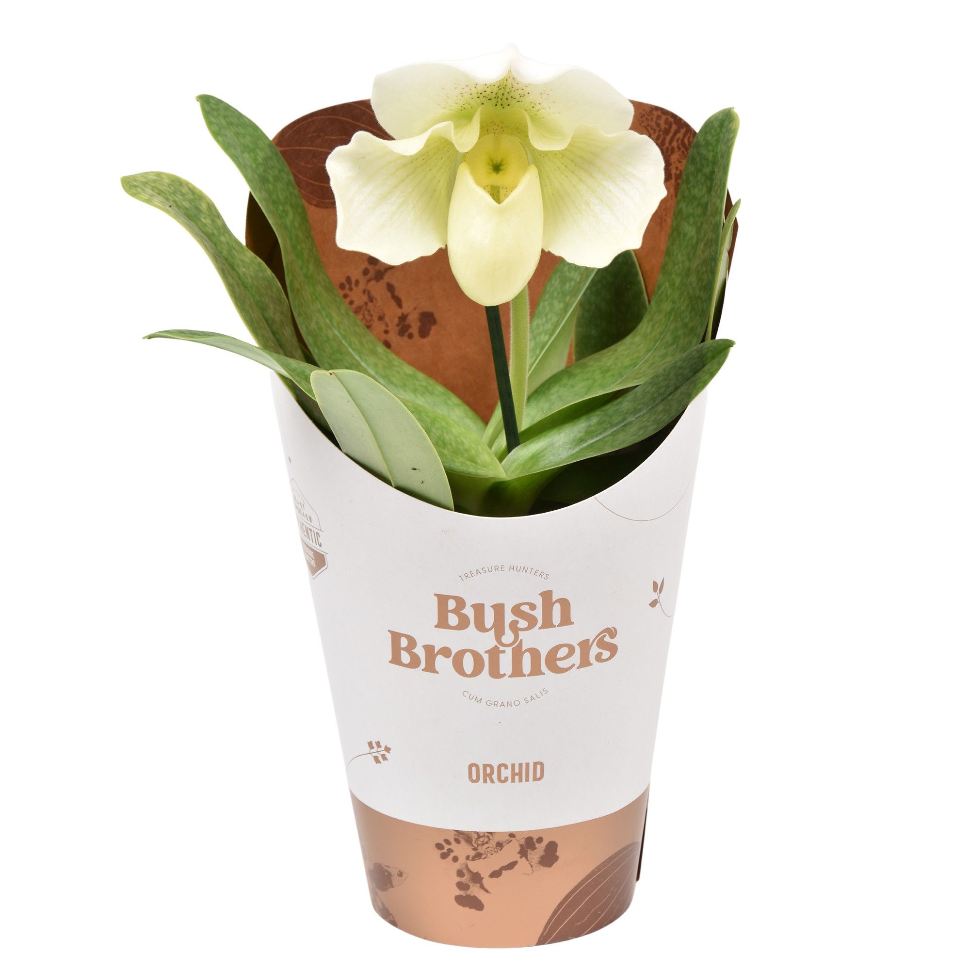 Paphiopedilum XXL wit