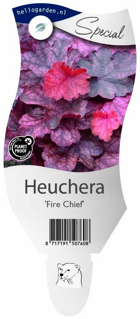 Heuchera 'Fire Chief'