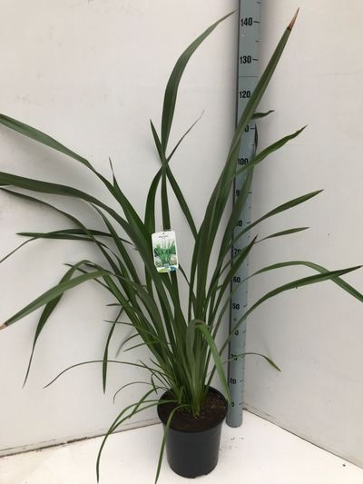 Phormium tenax