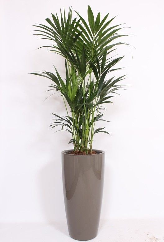 Howea Forsteriana in Santorini pot "taupe"