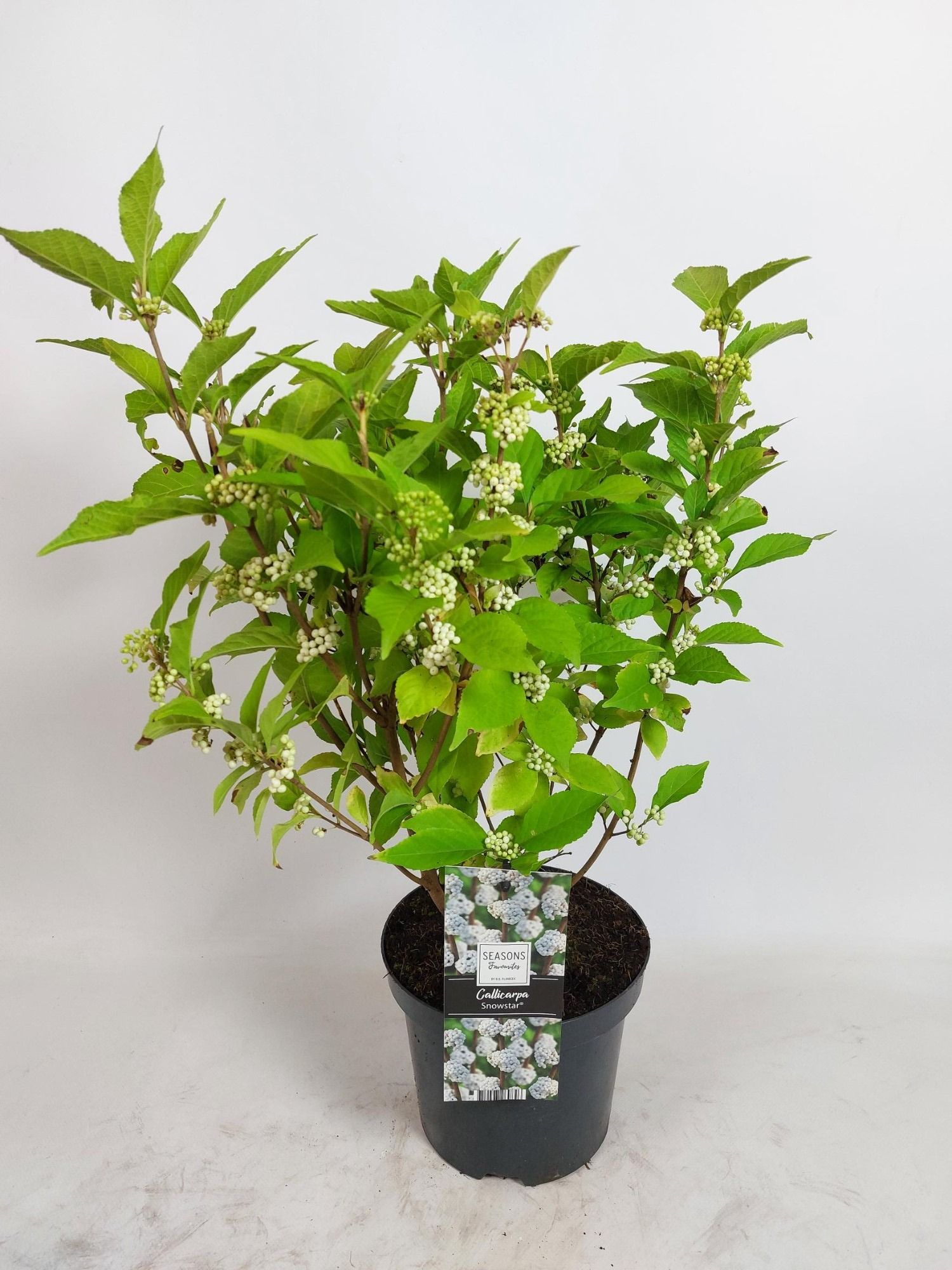 Callicarpa Bod. Snowstar in pot