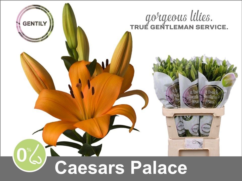 Li La Caesars Palace