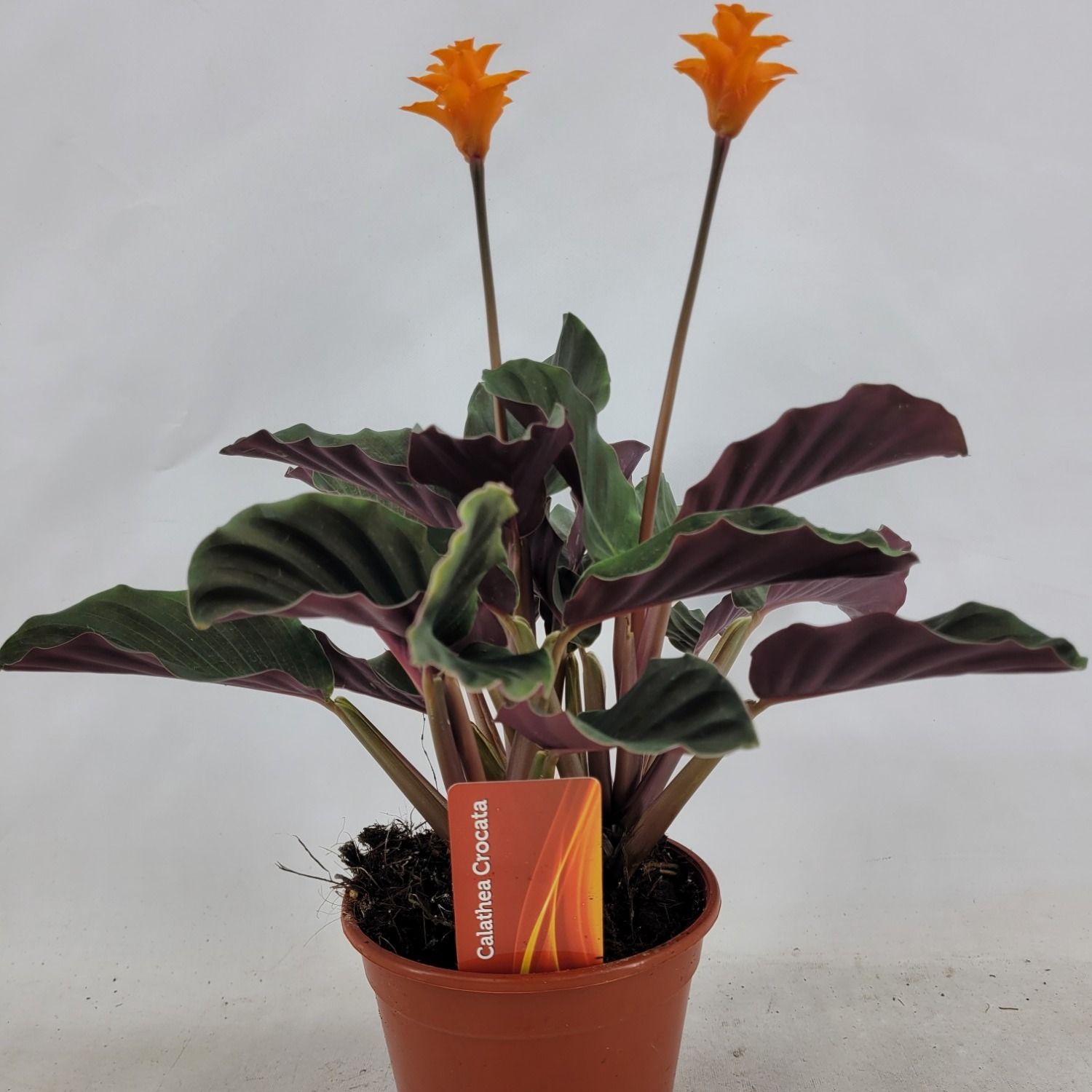 Calathea crocata 2bl