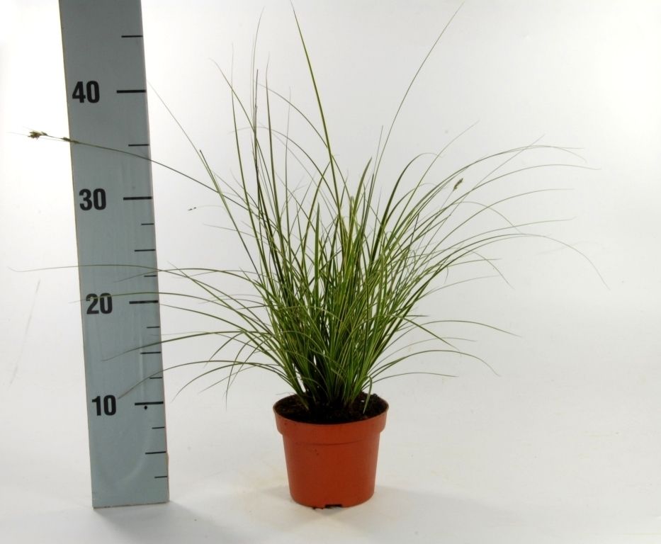 Carex brunnea 'Variegata' | Gardenline