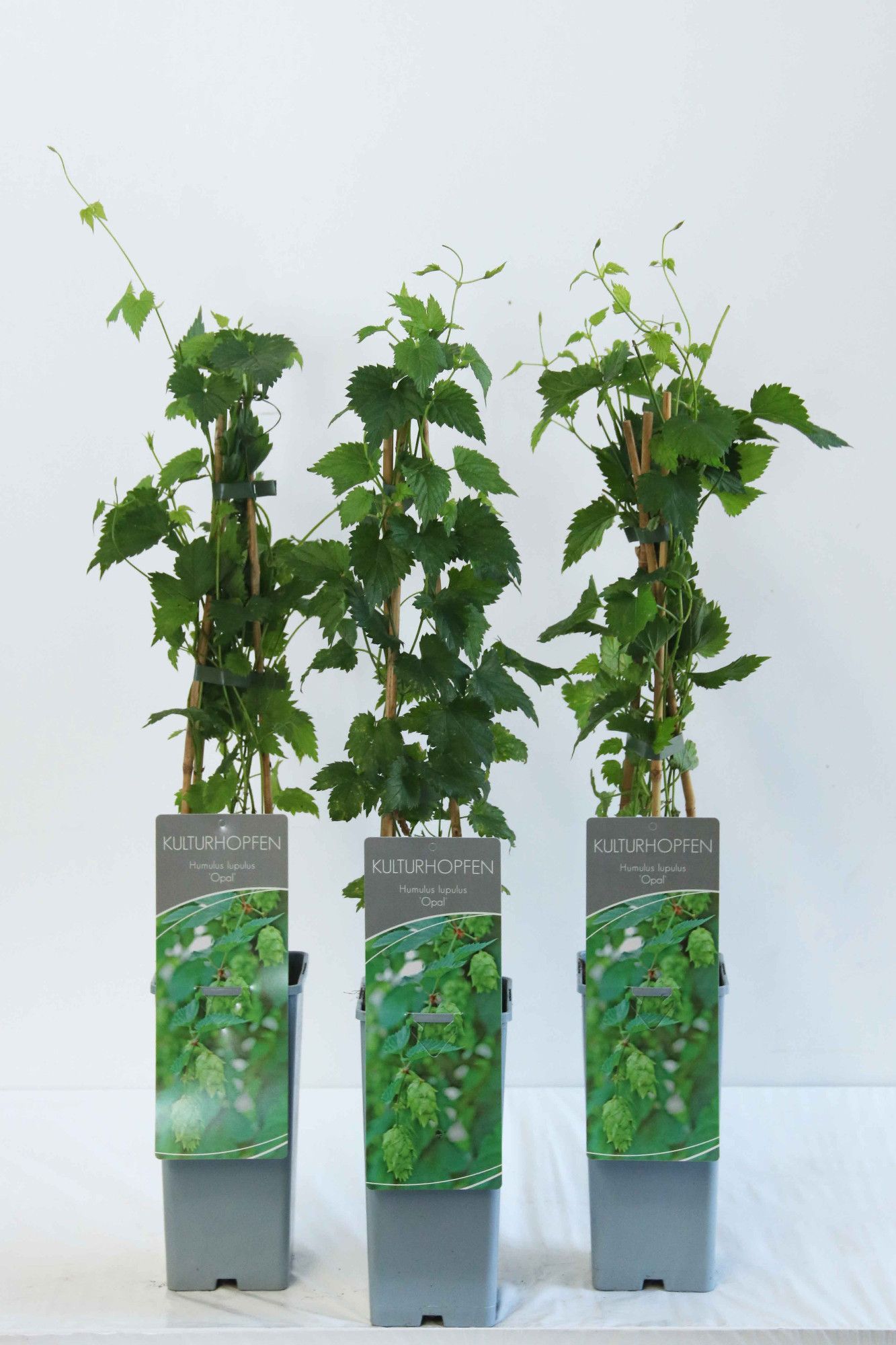 Humulus lupulus Opal
