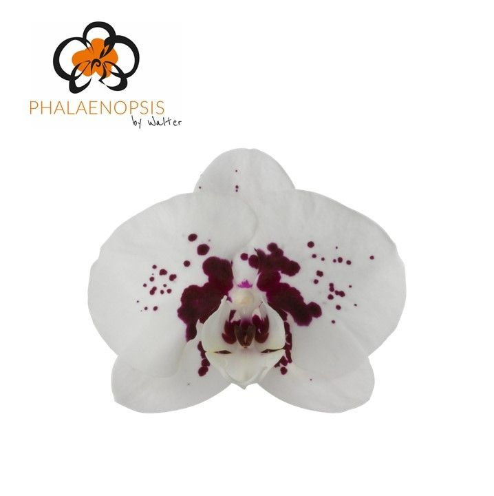 Phal T Wine Drops