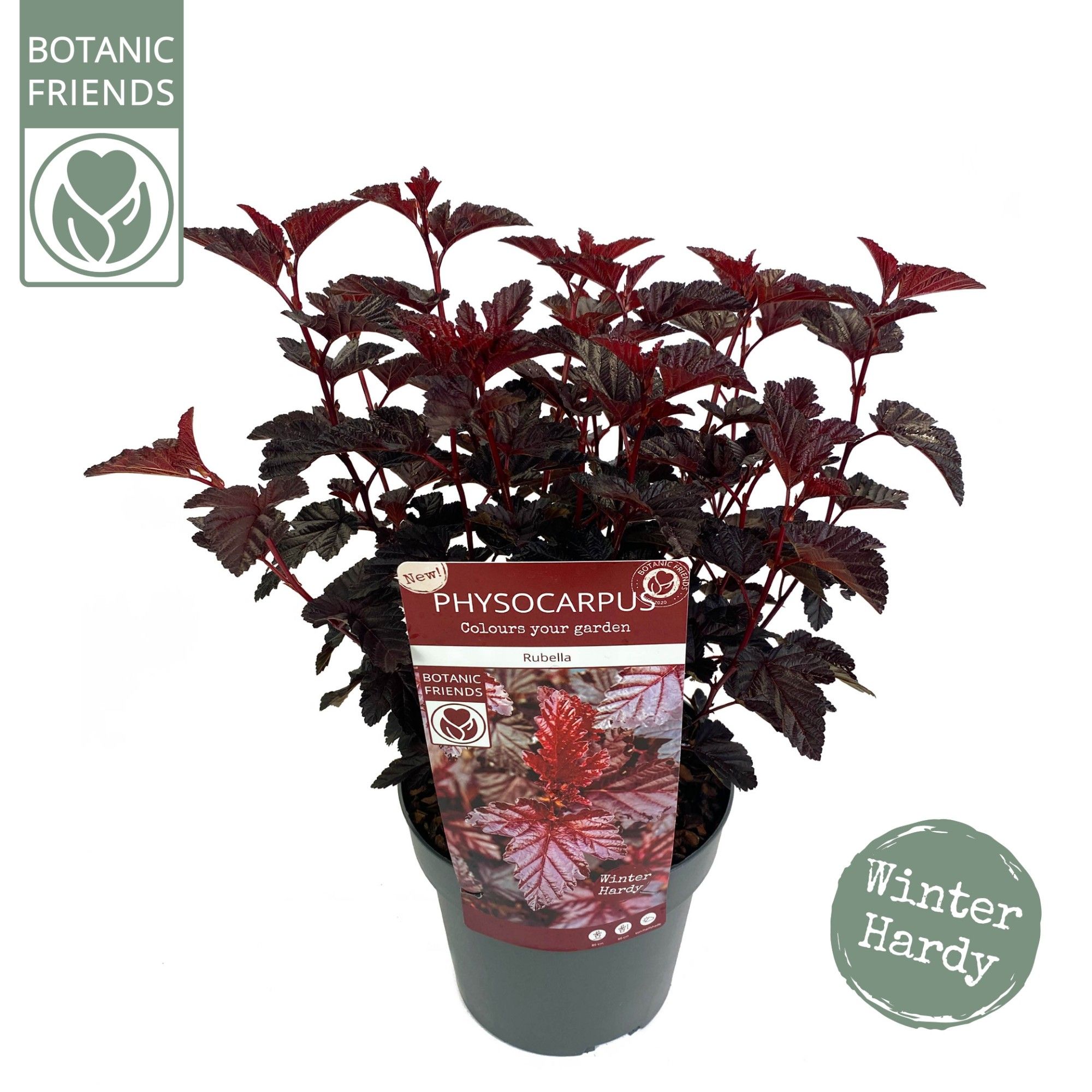 Physocarpus opulifolius 'Rubella'(pbr af)
