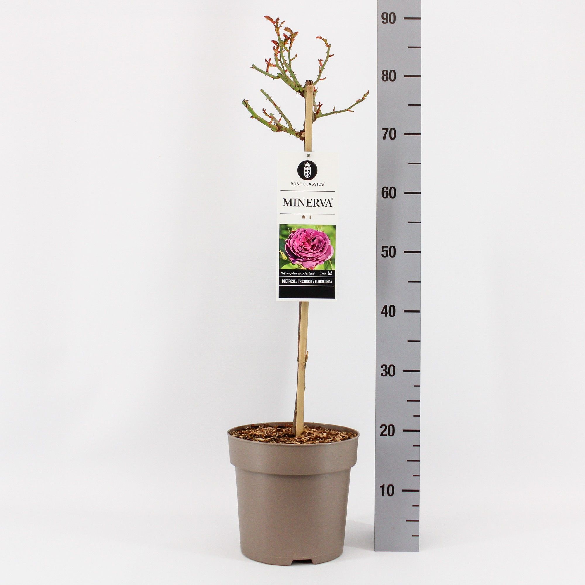 Rosa (F) Minerva ('Visankar') f stam