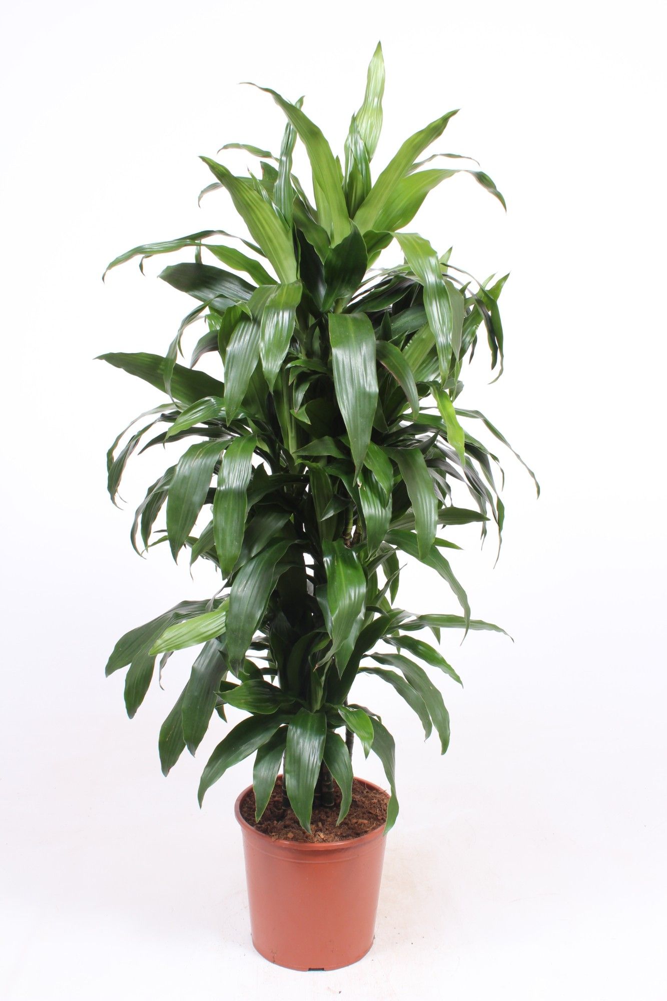 Dracaena fragrans Janet Craig | Hamiplant