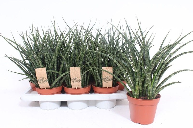 Sansevieria 'Fernwood' Punk | Hamiplant