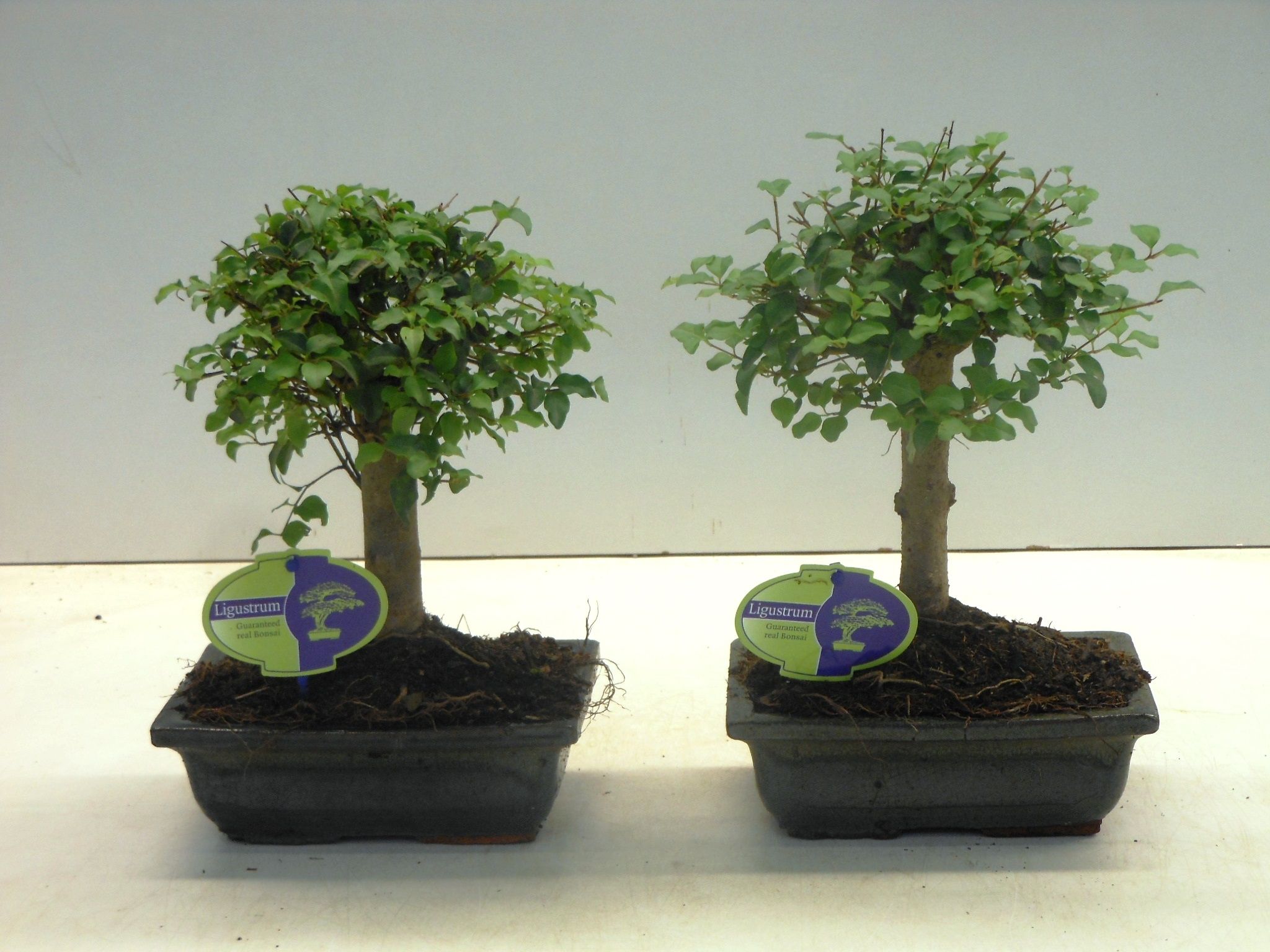 Ligustrum sinense Bonsai Broom | Gardenline