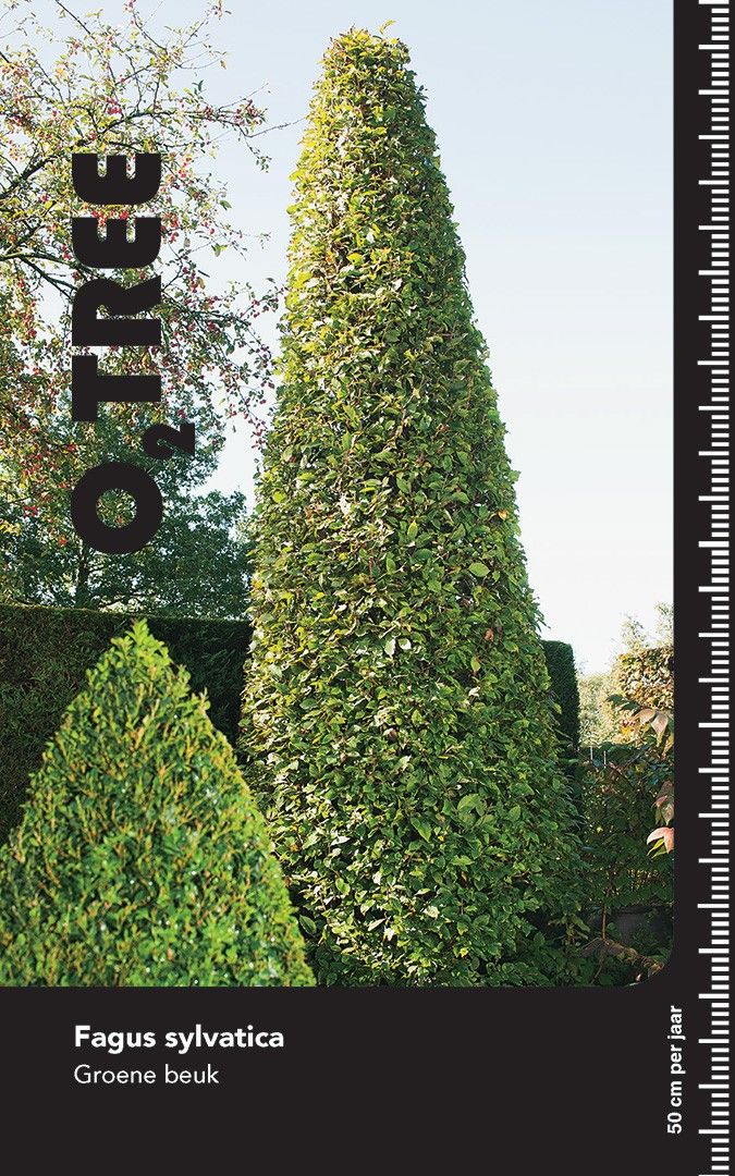 Fagus sylvatica Hoogstam leischerm stamhoogte