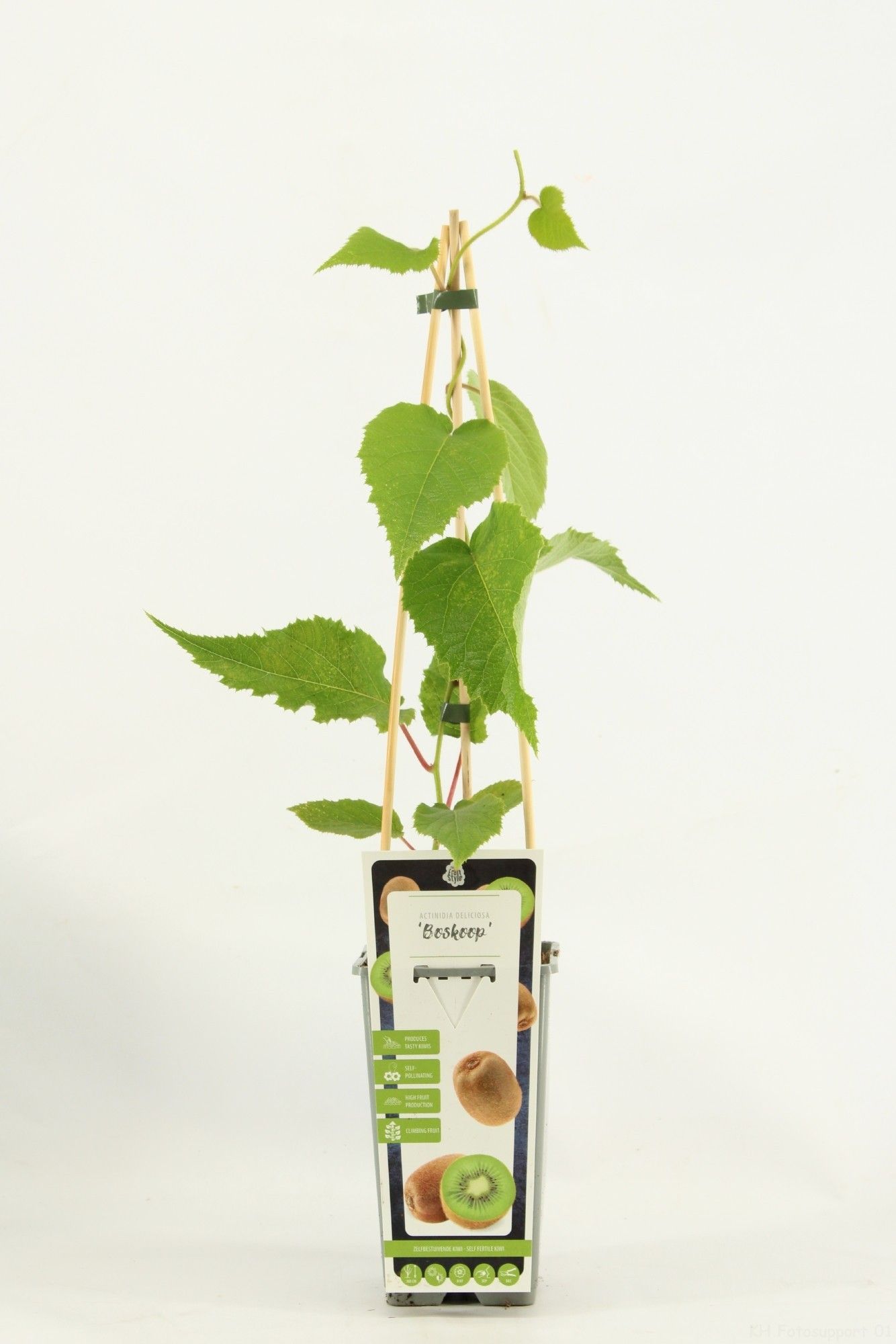 Actinidia deliciosa 'Jenny'