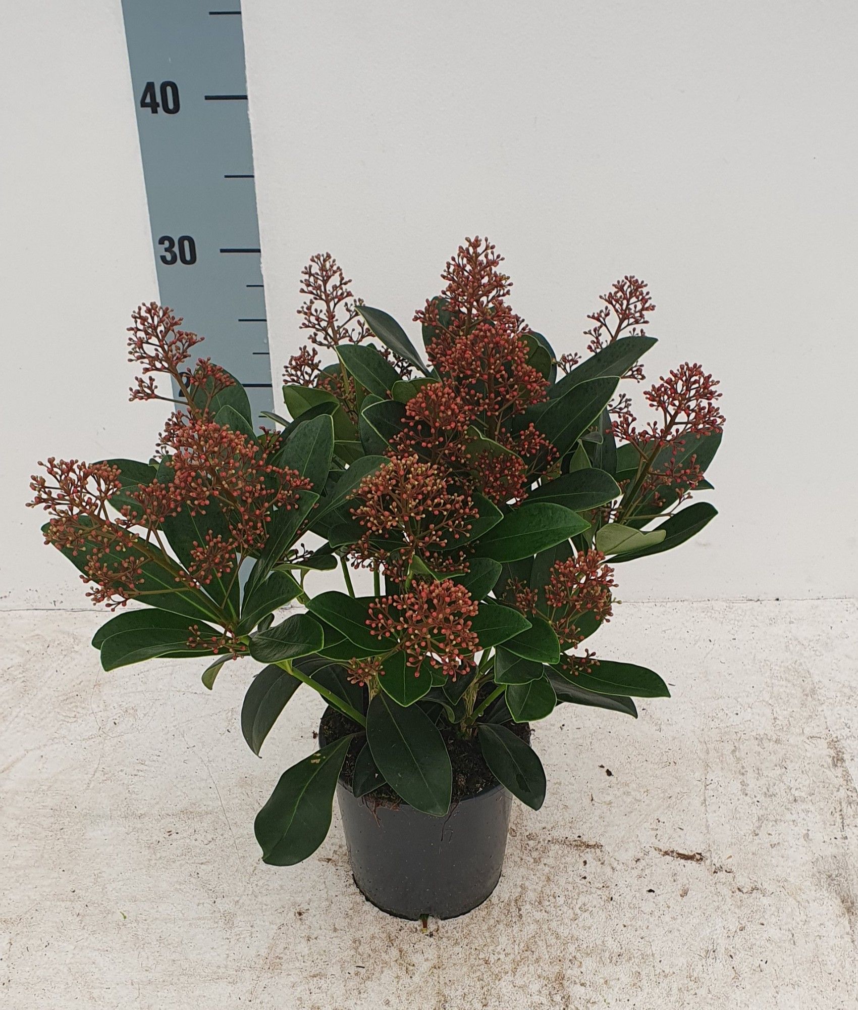 Skimmia jap. 'Rubella' 14+ Flower