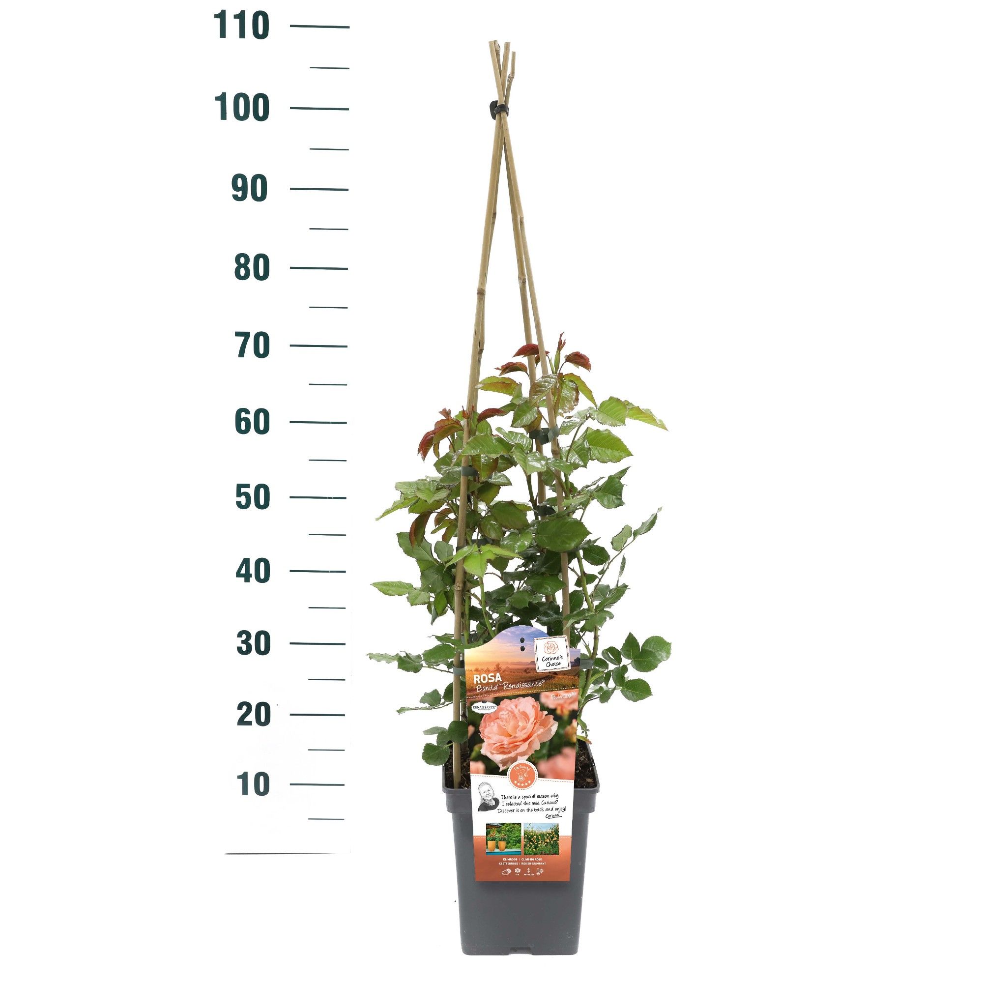 Rosa 'Bonita Renaissance' - Klim - VP5 - Exclusive Collection