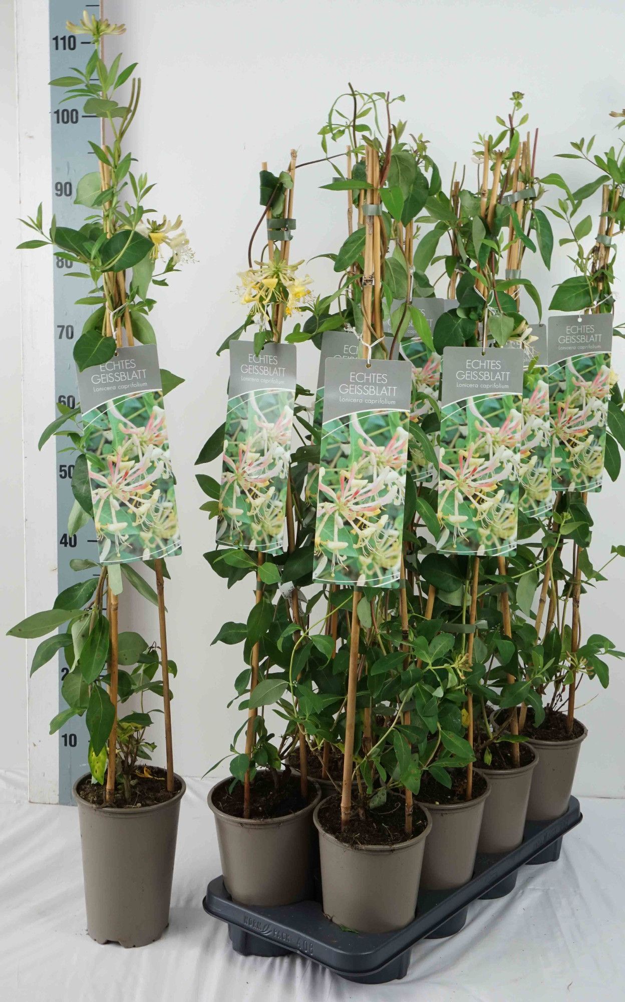 Lonicera caprifolium