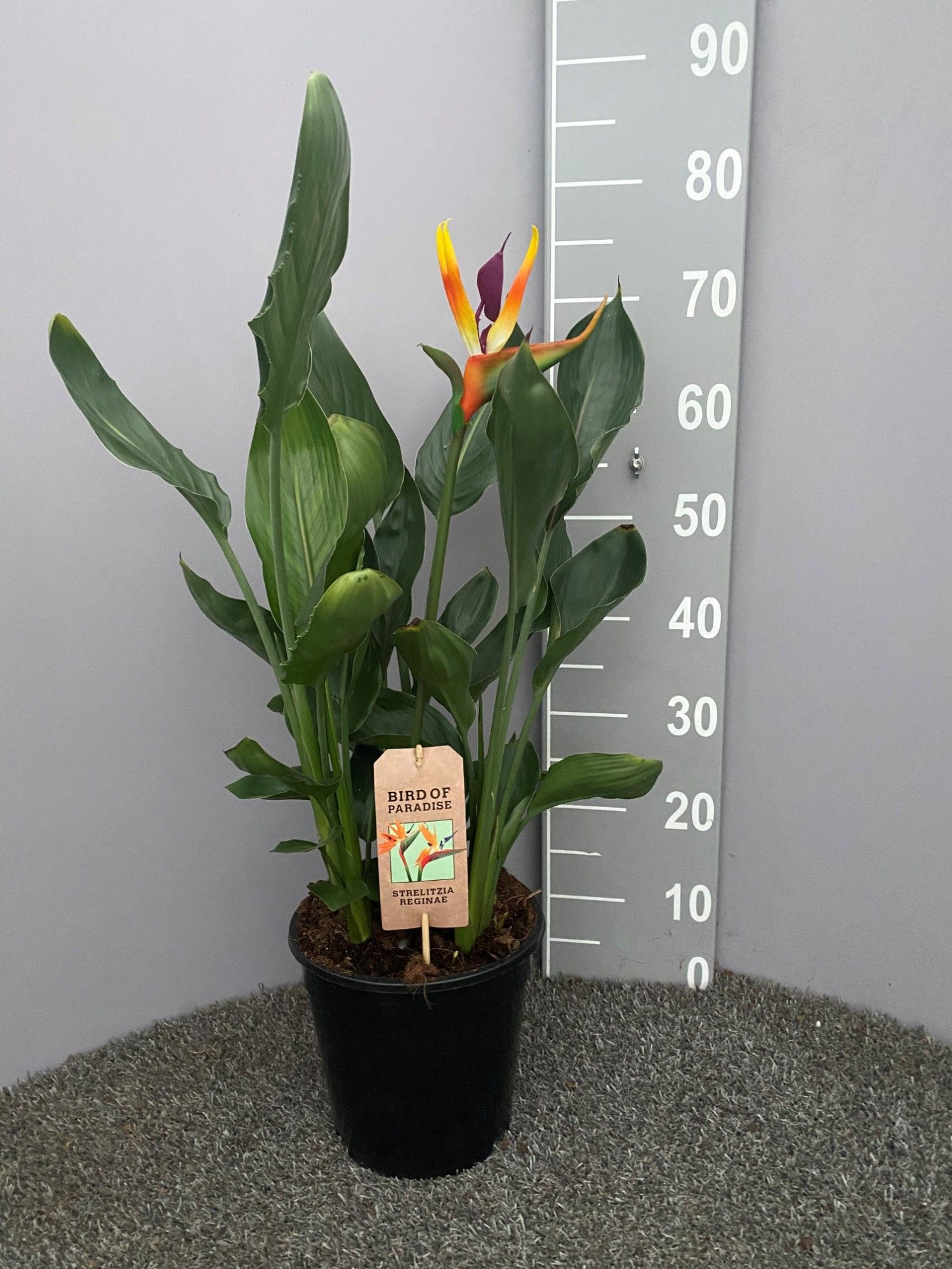 Strelitzia reginae (ohne Blume) | Hamiplant