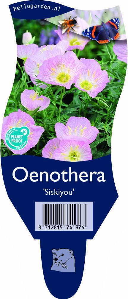 Oenothera speciosa 'Siskiyou'