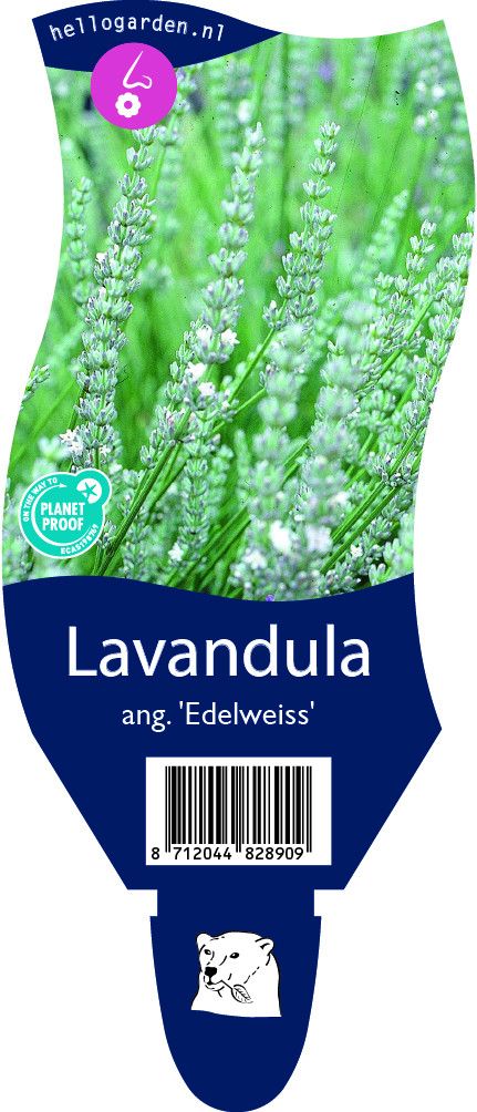 Lavandula ang. 'Edelweiss'