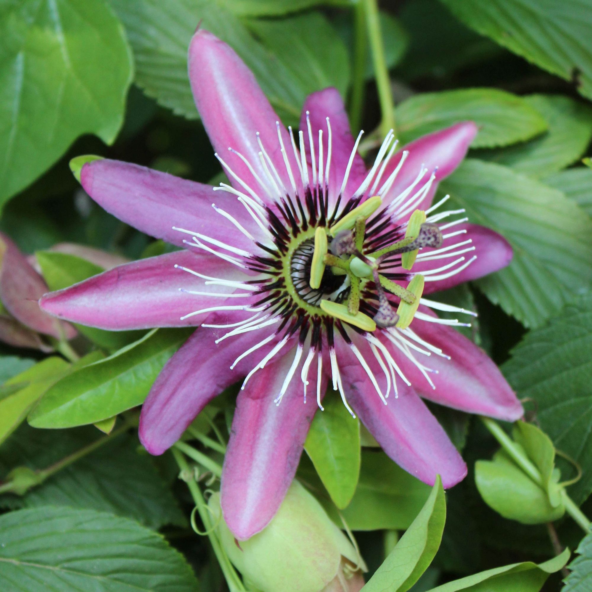 Passiflora Hybr. 'Lavender Lady'