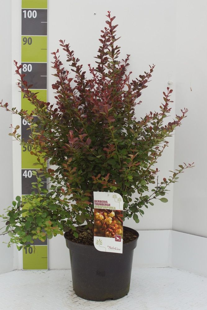 Berberis thunbergii 'Atropurpurea'