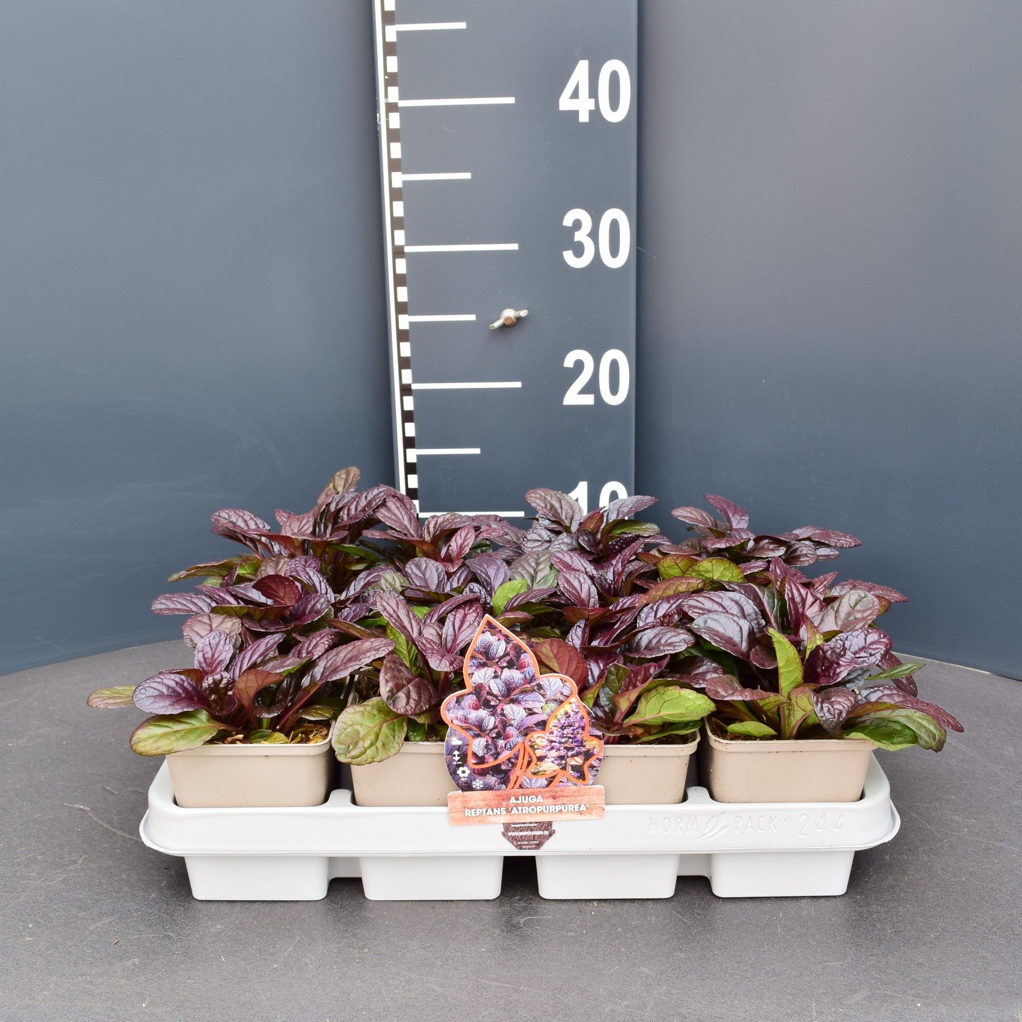 Ajuga reptans 'Atropurpurea'