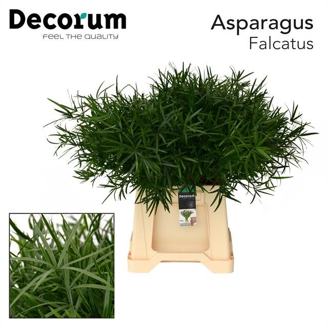 Asp Falcatus