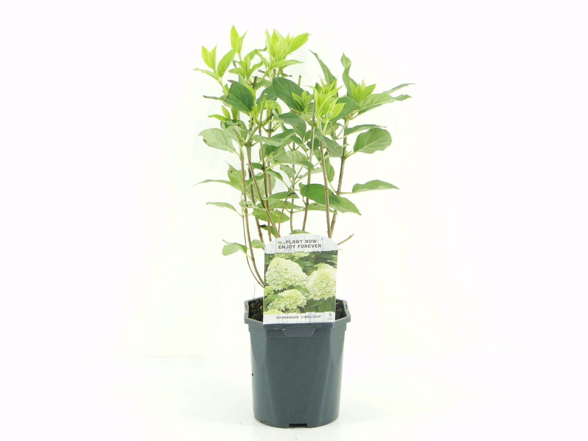 Picture of Hydrangea pan. Limelight