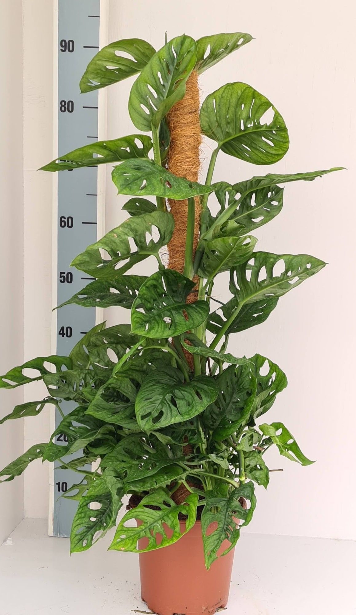 Monstera adansonii Monkey Leaf | Hamiplant