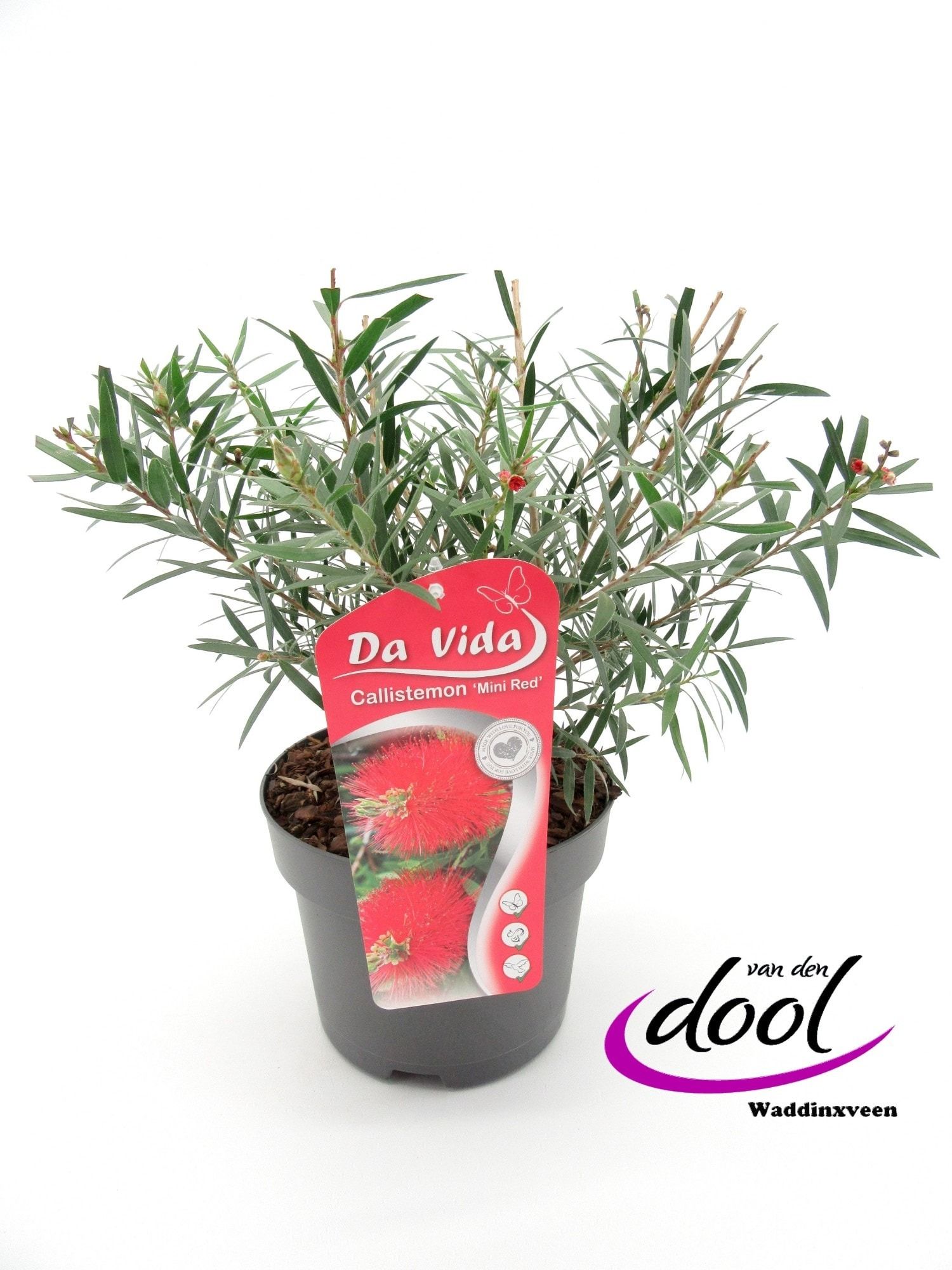 Callistemon Mini Red ('Masotti')