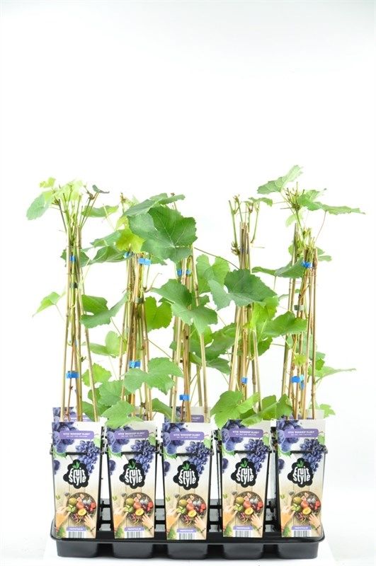 Vitis 'Boskoop Glory'